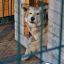 Новый приют для бездомных собак построят в приморском Арсеньеве 0