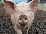 В Приморье зарегистрирована африканская чума свиней
