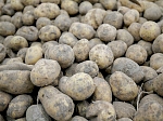 Первые 80 тонн овощей завезли из соседних регионов в Приморье
